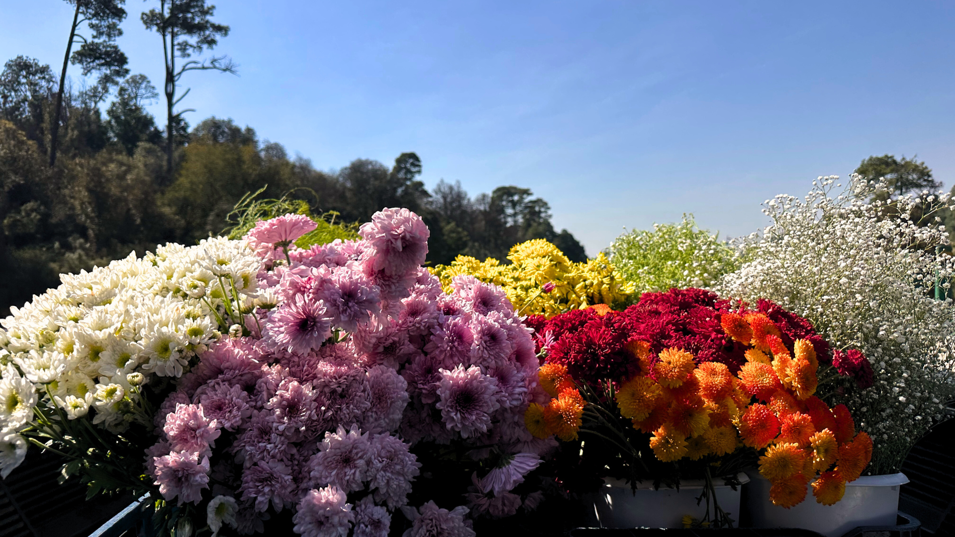 Flores en el recorrido