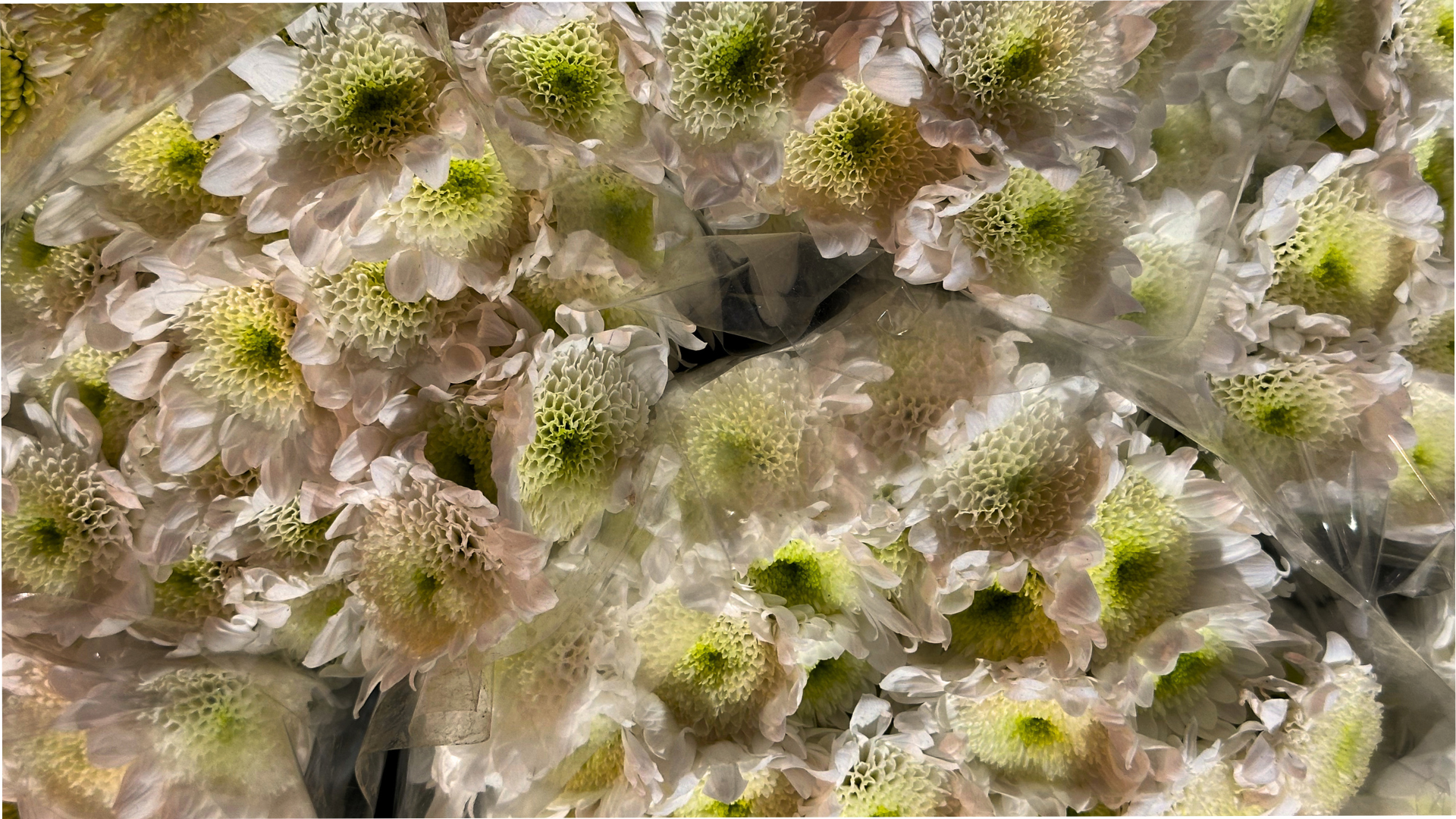 Close up de flores del mercado