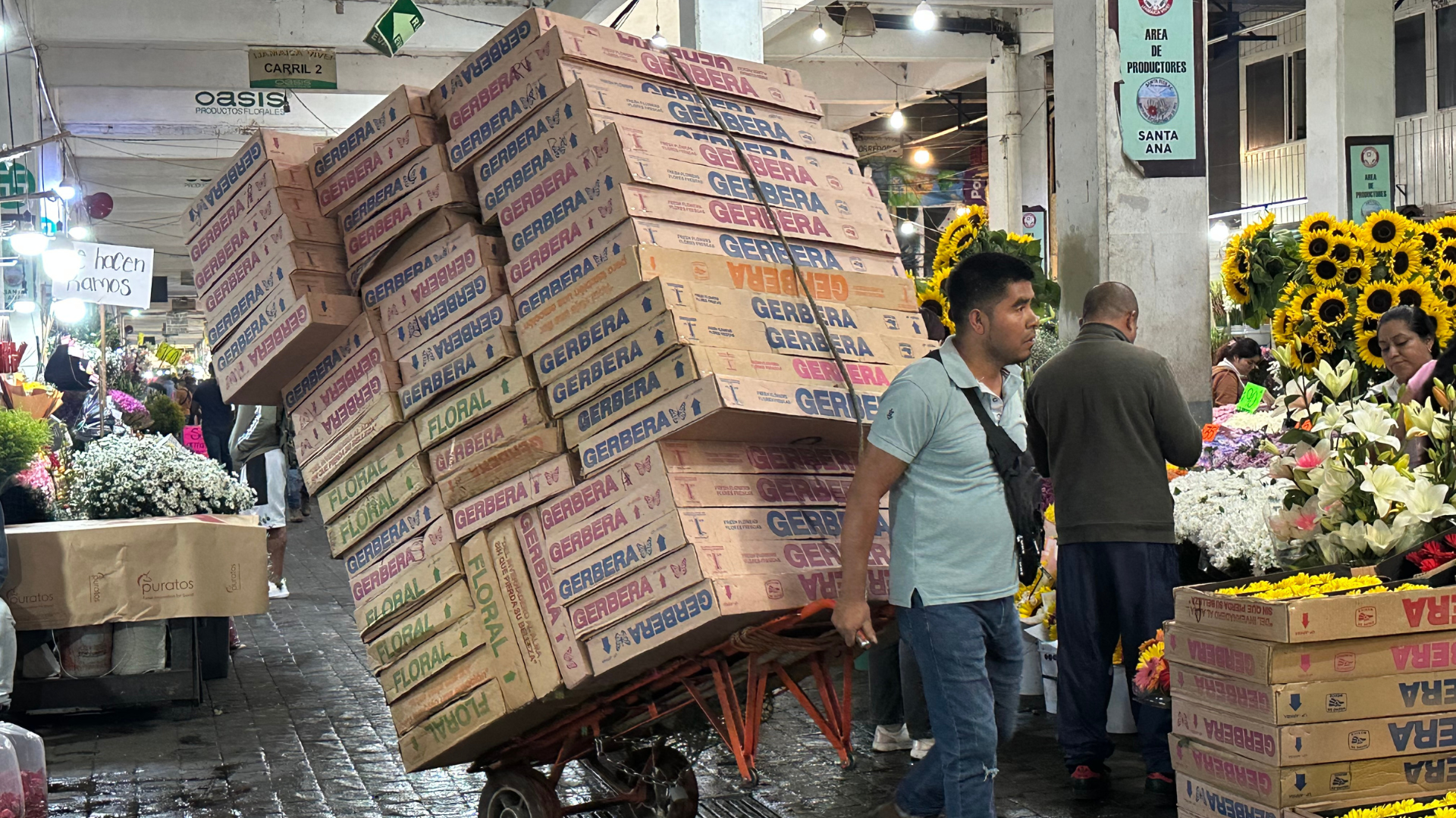 Persona cargando diablito con gerberas
